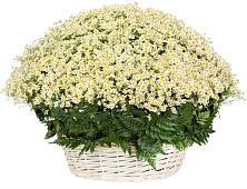 Цветочная композиция из Ромашки в корзине #REPLACE_PRED# Белое